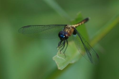 Réf. 76 456 : Erythrodiplax sp.