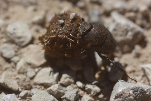 Sisyphus schaefferi