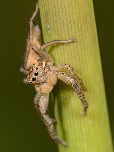 Marpissa radiata