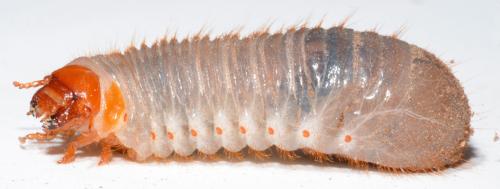 Cetoniinae