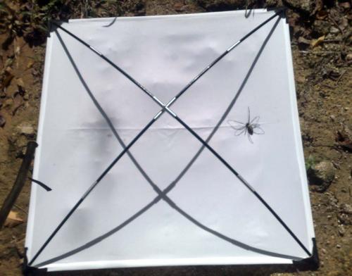 Nephila pilipes