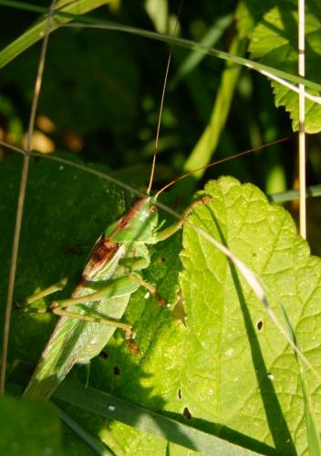 Réf. 76 762 : Tettigonia viridissima