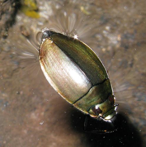 Dineutus aereus