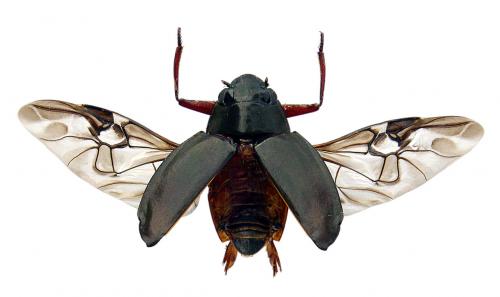 Réf. 76 751 : Dineutus aereus
