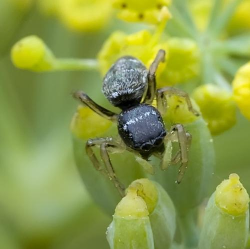 Réf. 76 573 : Heliophanus cupreus