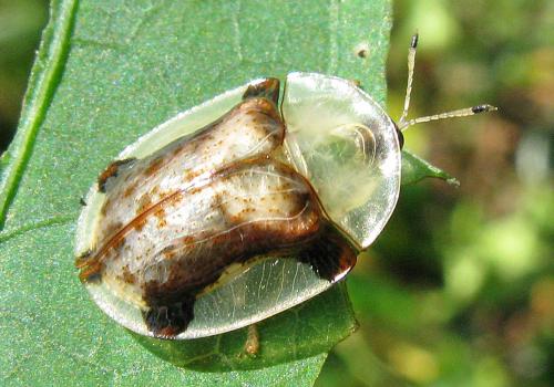 Réf. 76 574 : Aspidimorpha quinquefasciata