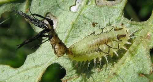Réf. 76 576 : Aspidimorpha quinquefasciata