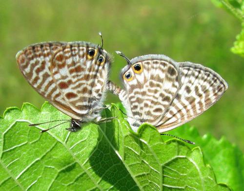 Réf. 76 096 : Leptotes pirithous