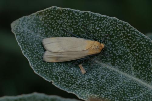 Lithosia quadra