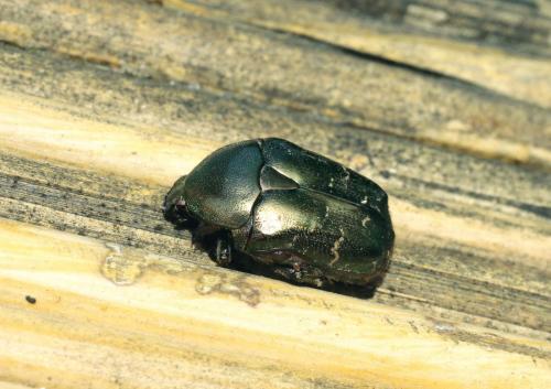 Réf. 76 017 : Potosia cuprea