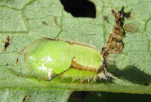 Réf. 76 577 : Aspidimorpha quinquefasciata