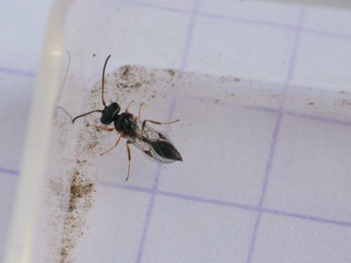 Helorus ruficornis