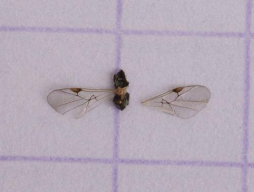 Helorus ruficornis