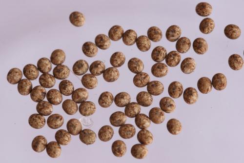 Lasiocampa trifolii