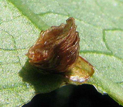 Réf. 76 578 : Aspidimorpha quinquefasciata