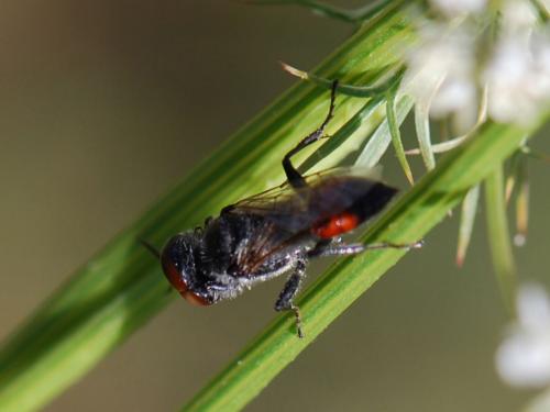 Astata sp.