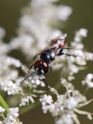 Réf. 76 885 : Astata sp.