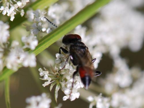 Réf. 76 886 : Astata sp.