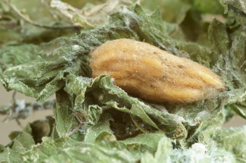 Réf. 76 450 : Macrocentrus sp.