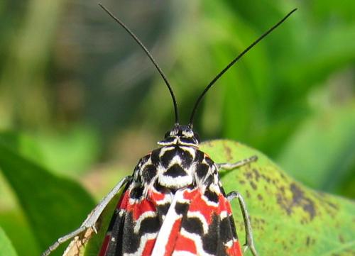 Réf. 76 048 : Utetheisa elata