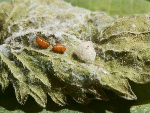 Helorus ruficornis