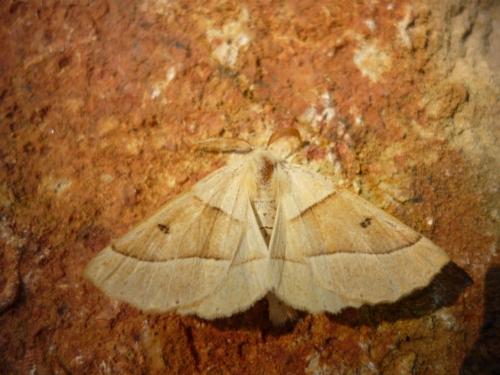 Réf. 76 204 : Crocallis elinguaria