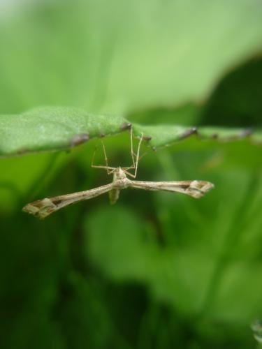 Platyptilia sp.