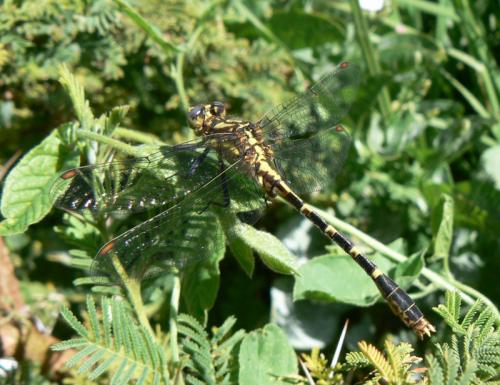 Neogomphus sp.