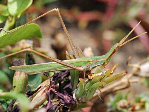 Réf. 76 549 : Acrida ungarica mediterranea
