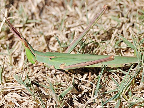 Réf. 76 821 : Acrida ungarica mediterranea