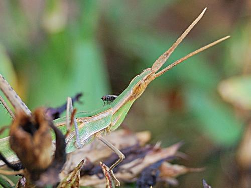Réf. 76 694 : Acrida ungarica mediterranea