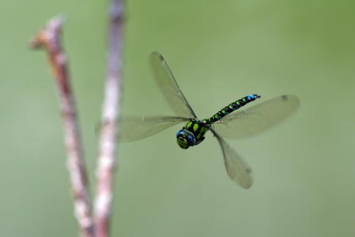 Aeshna cyanea