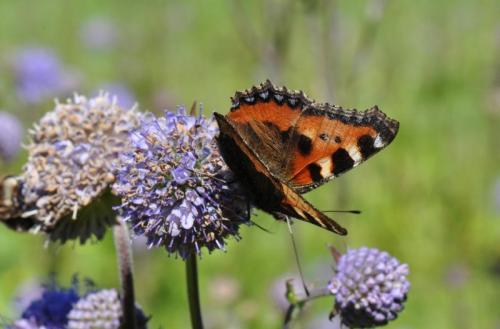 Réf. 76 539 : Aglais urticae