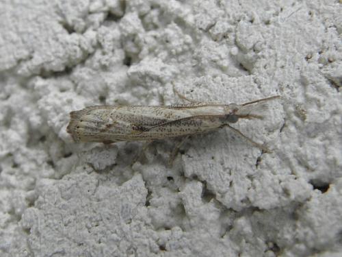 Réf. 76 781 : Agriphila geniculea