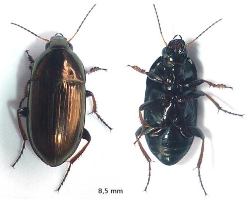 Amara aenea