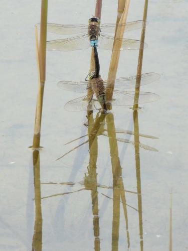 Anax parthenope