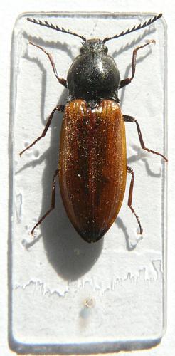 Anostirus sulphuripennis
