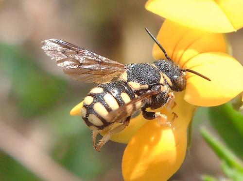 Réf. 76 284 : Anthidiellum strigatum