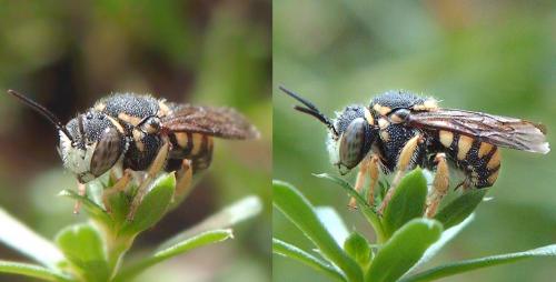 Réf. 76 529 : Anthidiellum strigatum