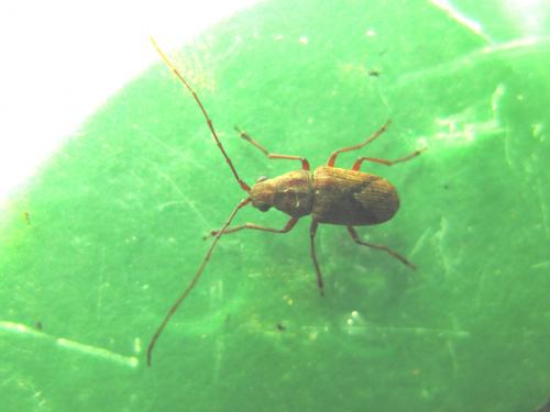 Caranistes sp.