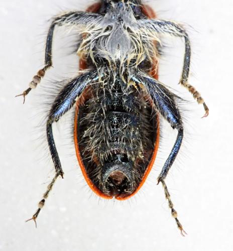 Trichodes apiarius
