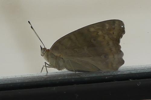 Junonia genoveva