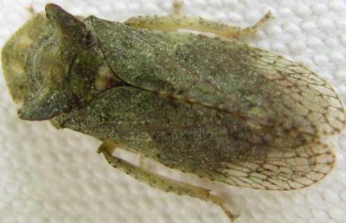 Ledra aurita