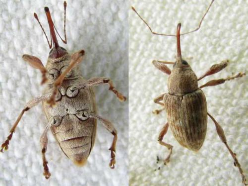 Réf. 76 279 : Curculio elephas