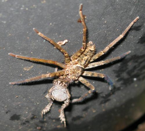 Réf. 76 623 : Heteropoda venatoria