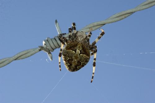 Araneus angulatus
