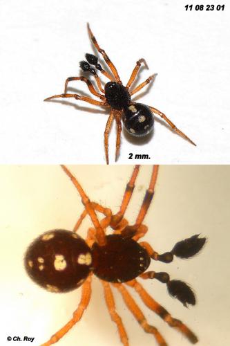 Réf. 76 065 : Crustulina guttata