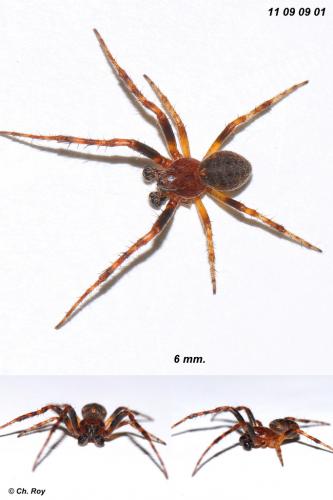 Réf. 76 966 : Larinioides patagiatus