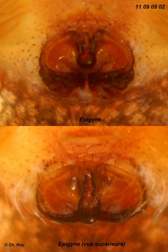 Réf. 76 965 : Larinioides patagiatus