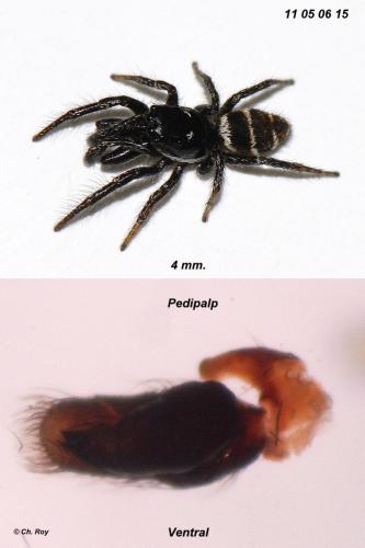 Salticus propinquus